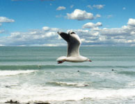 roadsign seagull at beach