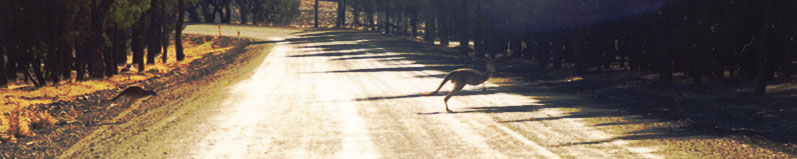 Roadsign jumping kangaroo